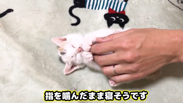 指を噛みながらウトウトする子猫