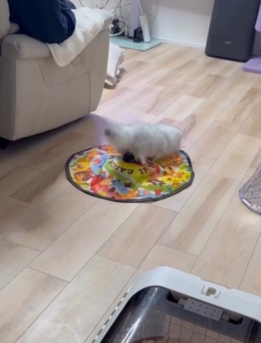 遊園地のアトラクションのように動く自動猫じゃらしの上に乗って遊ぶミヌエット