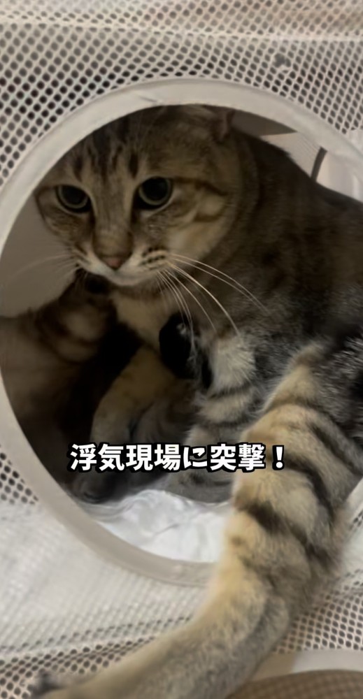 飼い主に気付いて慌てる2匹の保護猫