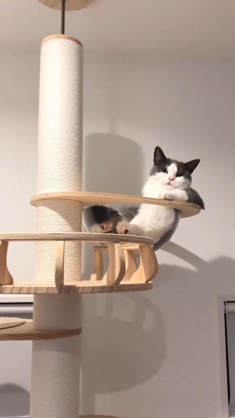 キャットタワーのボウルの中からカメラを見つめる猫