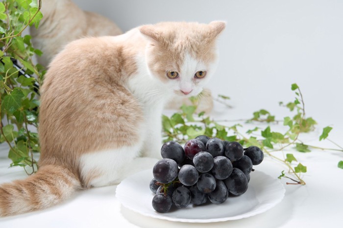 お皿の上のブドウと猫