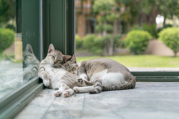 部屋の隅にたまる猫