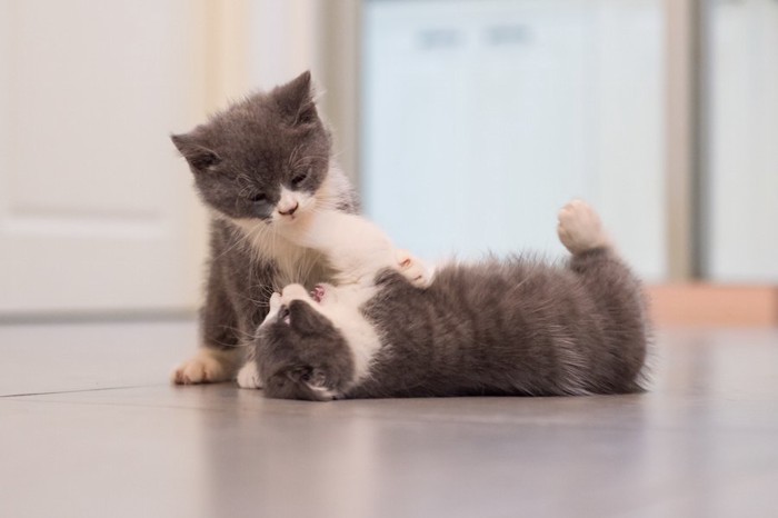 じゃれあう二匹の子猫