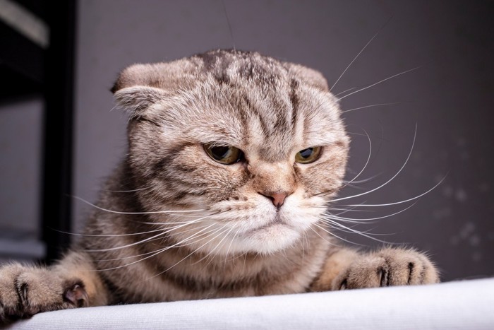 怒る猫