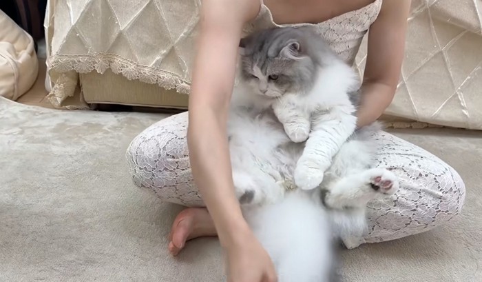 抱きかかえられる白グレー猫
