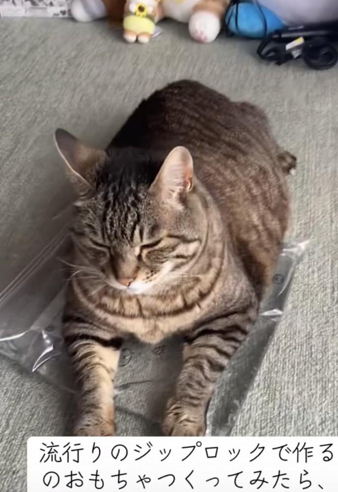 おもちゃの上でくつろぐ猫の写真7