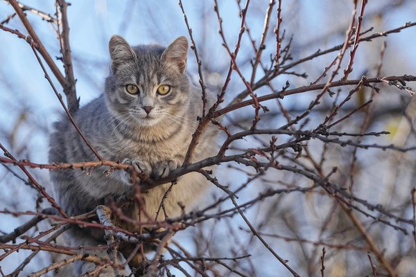 木の上に乗る猫