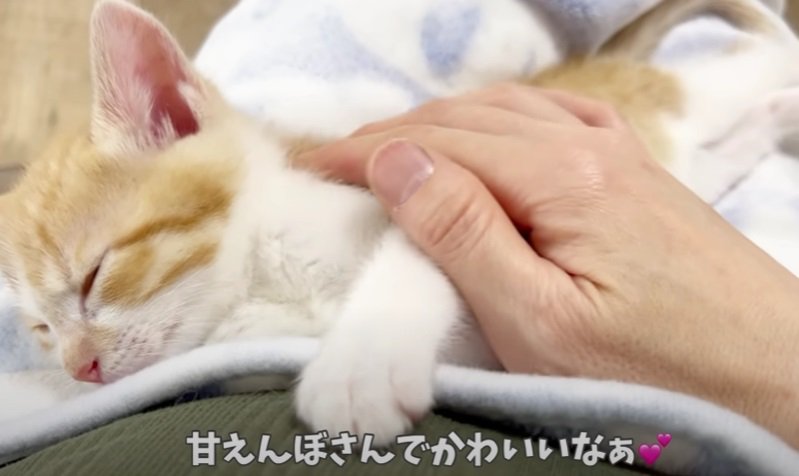 投稿主さんに撫でられる子猫