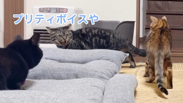 3匹の猫