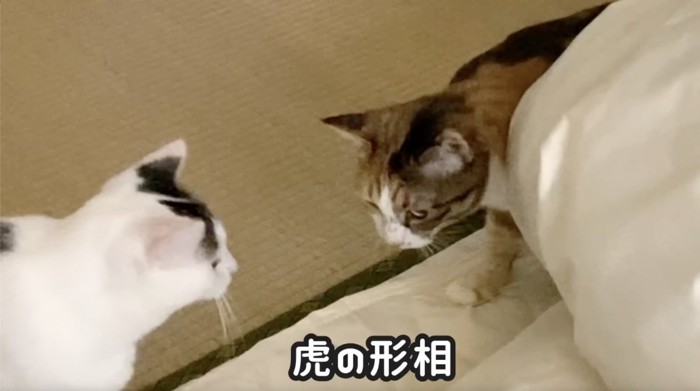 虎の形相で外を睨む猫