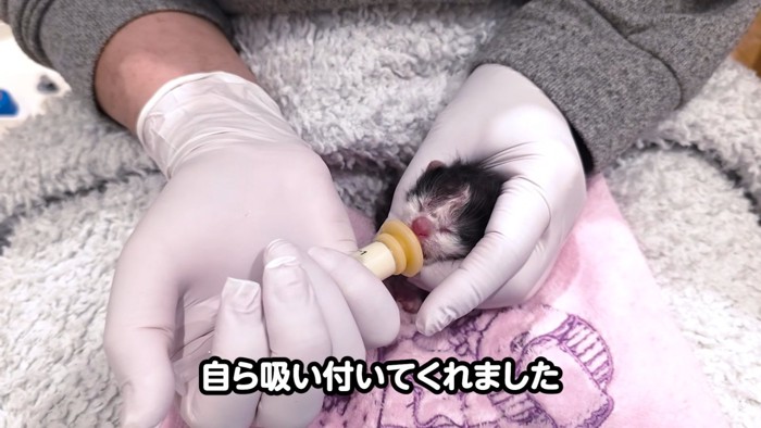 シリンジでミルクを飲むハチワレの子猫