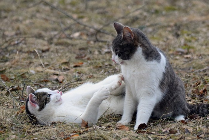 二匹の猫