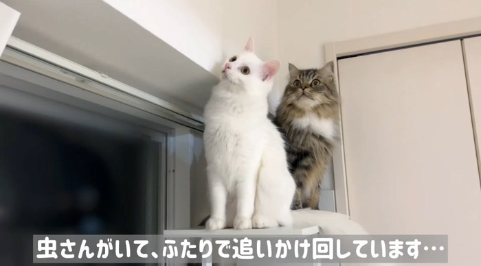 見上げる猫