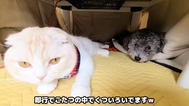 こたつの中の猫と犬