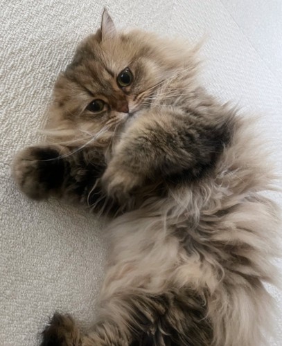 寝転がる猫