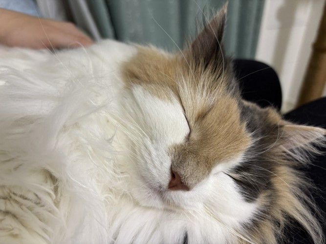 飼い主の膝の上で甘える三毛猫