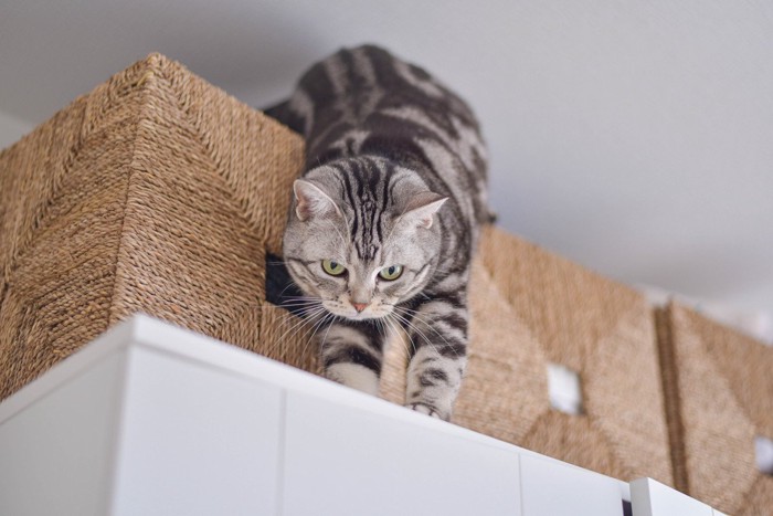 家具の上の棚から出てくる猫