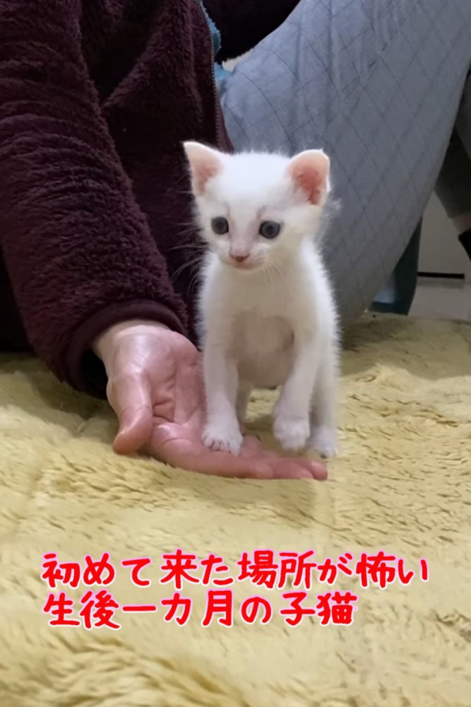 人の手のひらの上に立つ子猫