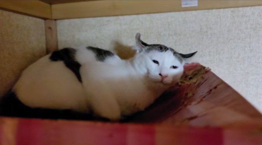 不満そうな猫
