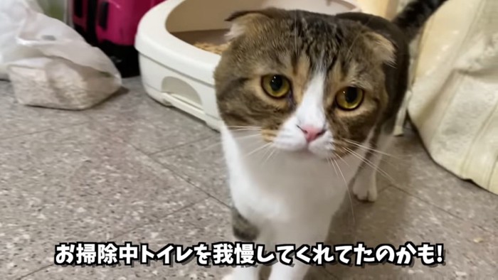 立っている猫