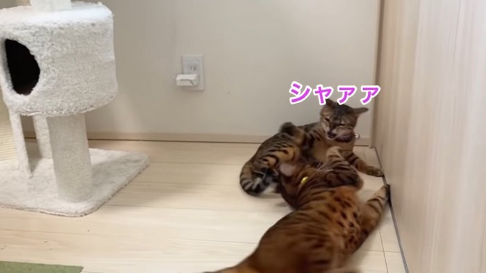 威嚇する猫と寝転ぶ猫