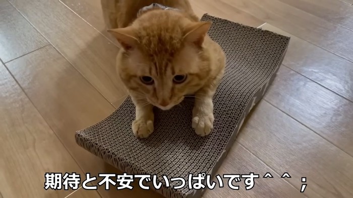 爪とぎで遊ぶ猫