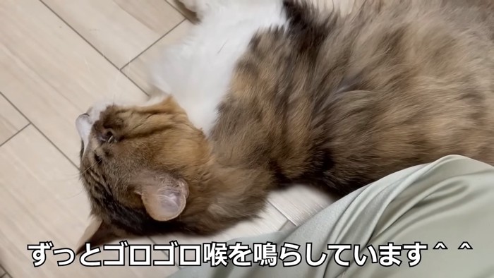 横になる猫