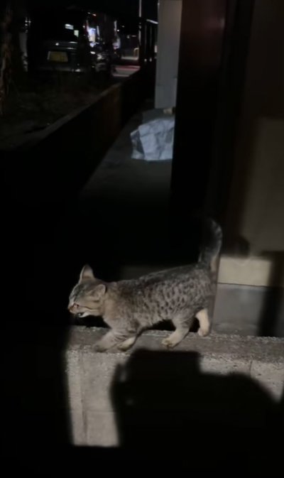 鳴きながら歩く子猫