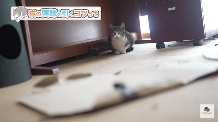 遠くからこちらを見る猫