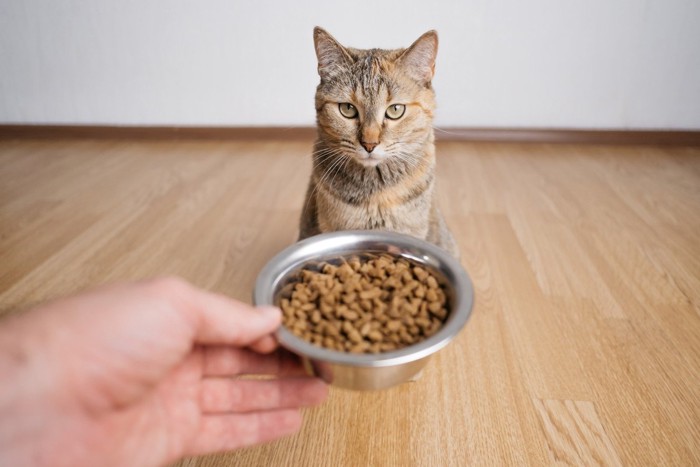 飼い主が持つ餌を見てお座りする猫