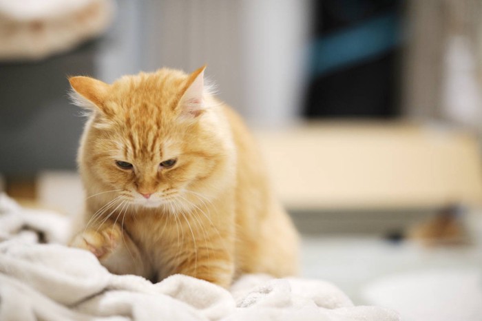 ふみふみ中の猫