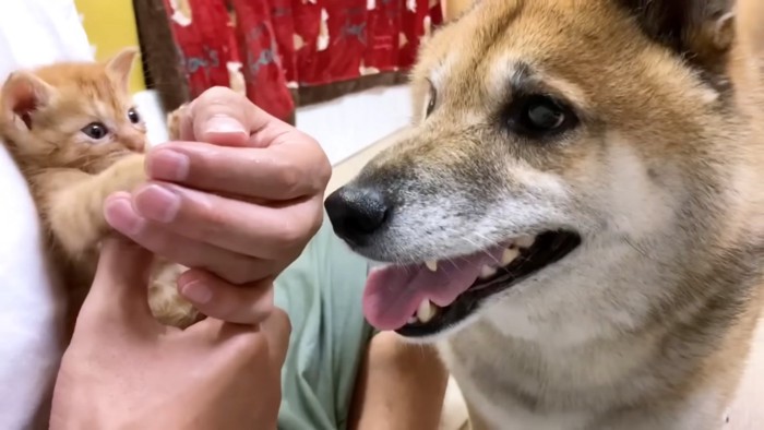 抱っこされる猫と隣にいる犬