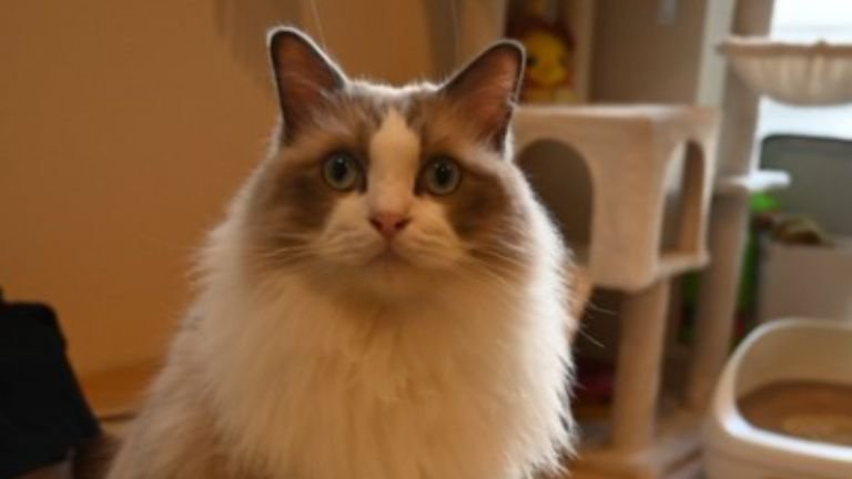 猫の顔
