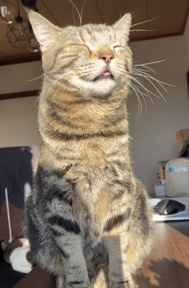 日向ぼっこをするキジトラ猫