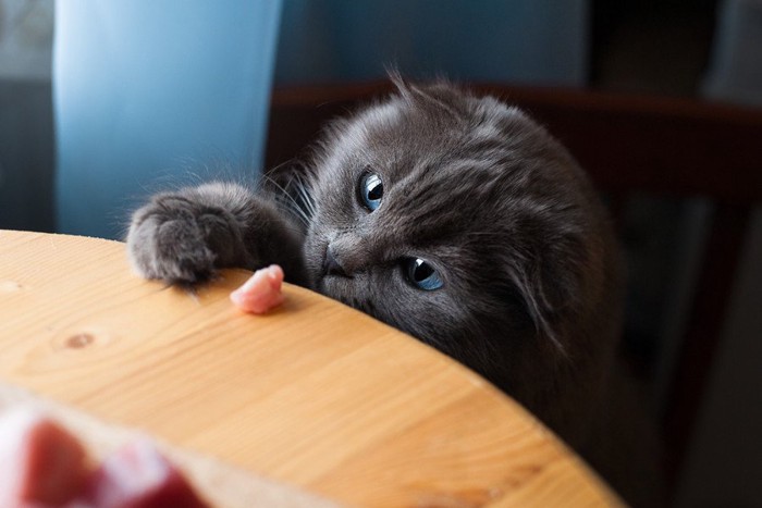 テーブルの上の食品に狙いを定める黒猫