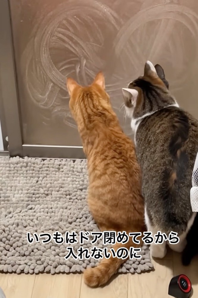 ドアを見つめる猫たち