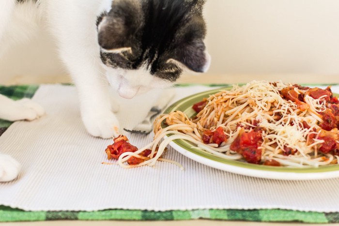 テーブルの上の食事に手をつける猫