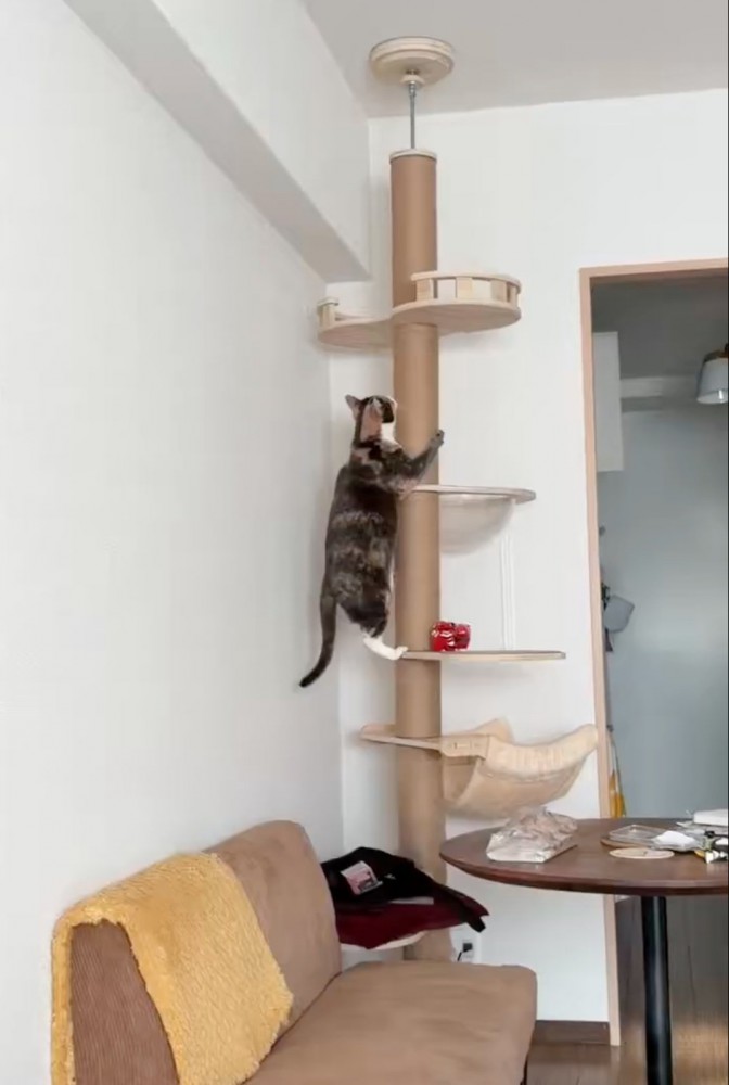キャットタワーに登る猫
