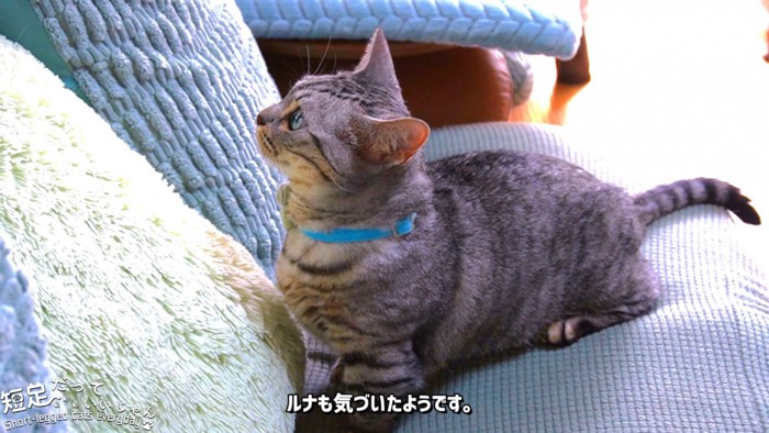 上を見る縞模様の猫