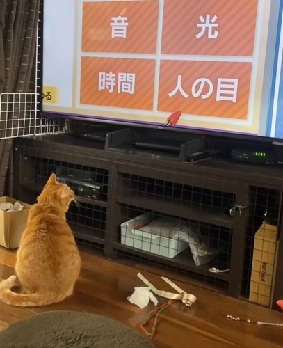 テレビにくぎ付けになる麦ちゃん