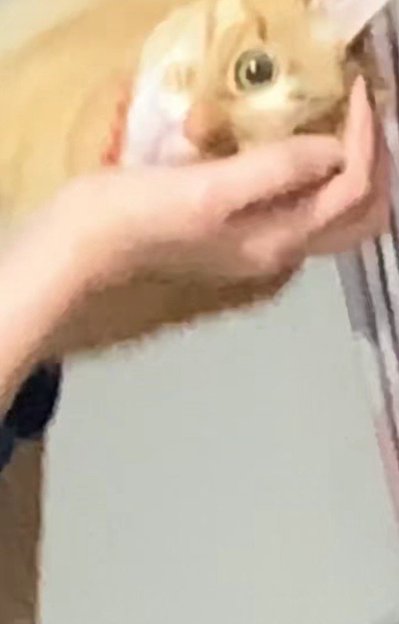 横向きに抱っこされている猫