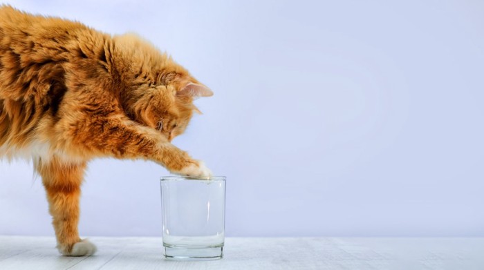水で遊ぶ猫
