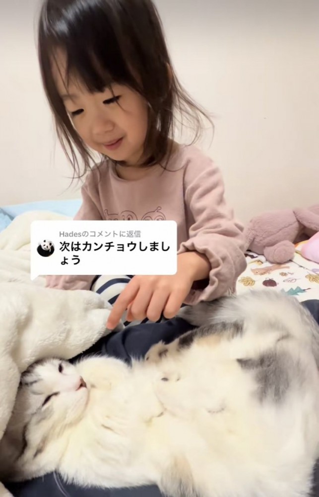 寝ているマンチカンに触ろうとする女の子