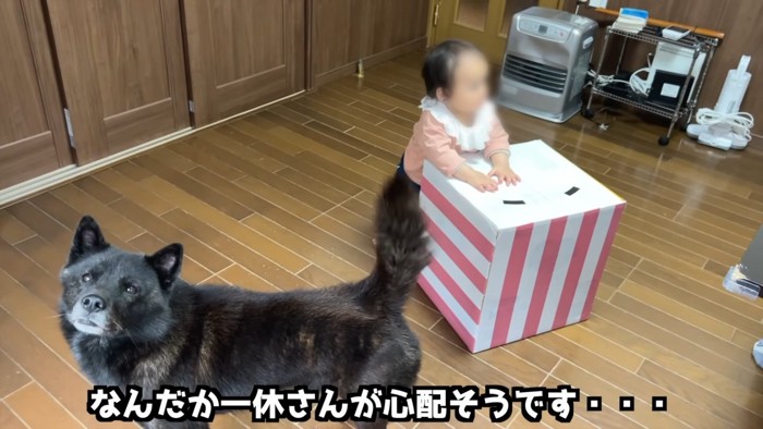 見上げる犬