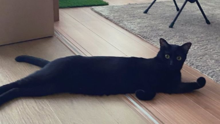 室内にいる猫