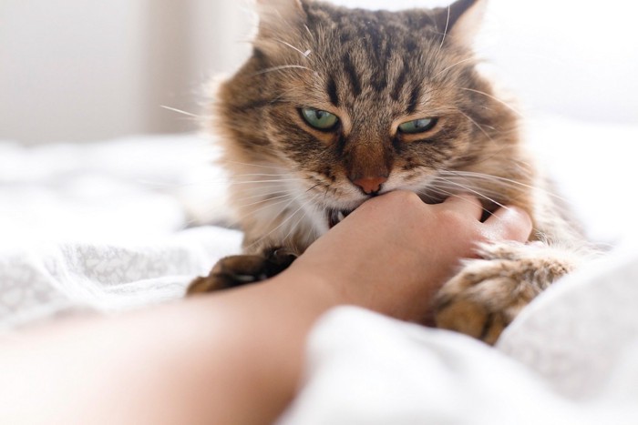 手に噛みつく猫