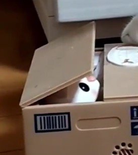 箱から顔を出して動かなくなってしまった猫のオモチャ