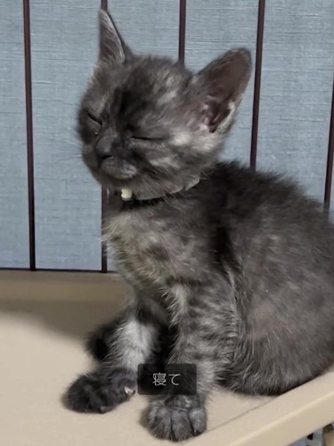 寝ている子猫