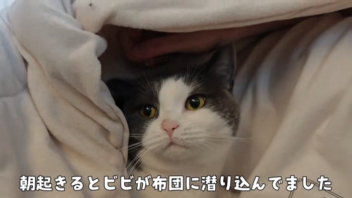 布団の中のビビちゃん