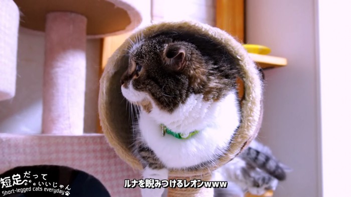 横を向く猫